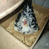 یک روزه گلین