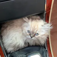 گربه