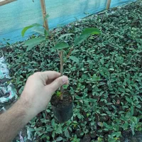 فوتونیا نایلکسی نشایی درجه یک|گل و گیاه طبیعی|کلاچای, |دیوار