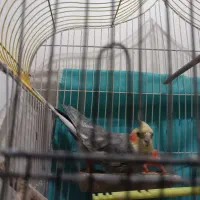 یک عدد عروس هلندی.یک عددمرغ عشق|پرنده|مشهد, خواجه ربیع|دیوار