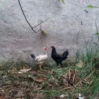 خروس ومرغ