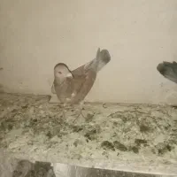 کبوتریاکفتر