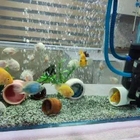 فروش اکواریوم شیشه خم 80سانتی در ارتفاع55سانتی