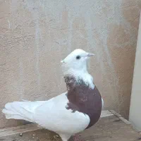 طوق سرخ کبوتر|پرنده|ایلام, |دیوار