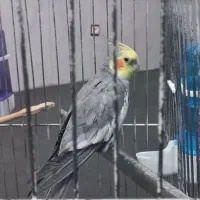 فروشی|پرنده|رباطکریم, الارد|دیوار