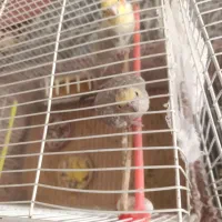 عروس هلندی جفت|پرنده|سبزوار, چهارراه فرودگاه|دیوار