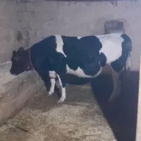 گاو شیری درجه یک