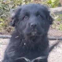 توله سگ قهدریجانی