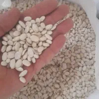 لوبیا سفید درجه یک بوجار شده قیمت عمده