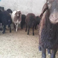 گوسفند فروشی