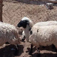 بره نر