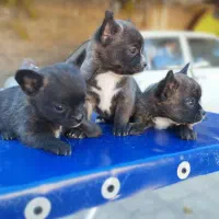 توله پامرین|سگ|تهران, شهرک آزمایش|دیوار