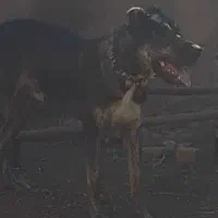 توله