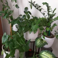 تعدادی گل طبیعی با گلدان|گل و گیاه طبیعی|پردیس, فاز ۱۱|دیوار