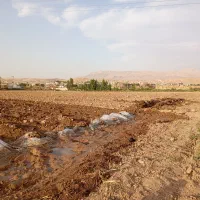 بذر چغندر نرو