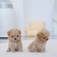 توله سگ پودل خانگی|سگ|تهران, جنتآباد جنوبی|دیوار