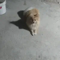 سگ پامر|سگ|برازجان, |دیوار