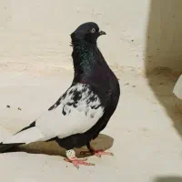 کفتر سینه و طوقی نر هوایی بزن|پرنده|شیراز, رکن‌آباد|دیوار