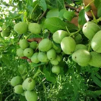 نهالستان بادام و گردو دیرگل و مقاوم به سرما|خدمات باغبانی و درختکاری|جلفا, |دیوار