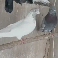 کبوتر پرشی مایه ساعت سنگین