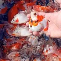 لارو ماهی گلدفیش کالیکو