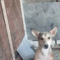 سگ نژاد دار پاکوتاه