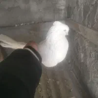 سفید چشم نوک سفید