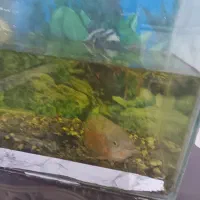 آکواریوم و ماهی اسکار|ماهی|چناران, |دیوار