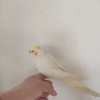 عروس هلندی لوتینو چشم شرابی سرلاکی و نر