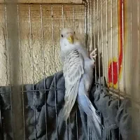 جفت مرغ عشق جوان|پرنده|مشگین شهر, |دیوار