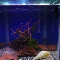 آکواریوم شیشه ۶ میل با تمامی وسایل|ماهی|کرمان, |دیوار