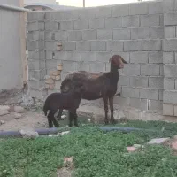 بز چاتمه گوسفند بره دار|حیوانات مزرعه|سیمین شهر, |دیوار