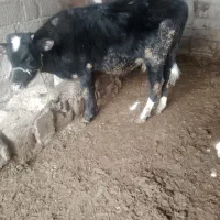 فروش فوری گوساله نر