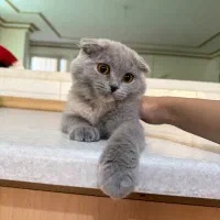 اسکاتیش فولد ماده|گربه|رفسنجان, |دیوار