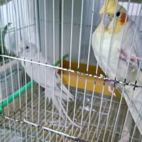 عروس هلندی|پرنده|سبزوار, گلشن|دیوار