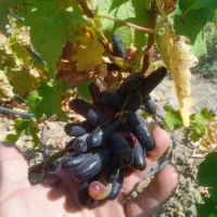 نهال انگور سی رقم|گل و گیاه طبیعی|جغتای, |دیوار