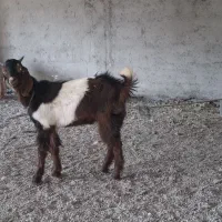 بز پاکستانی نر|حیوانات مزرعه|نوشهر, |دیوار