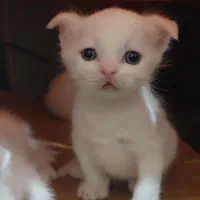 بچه گربه های اسکاتیش