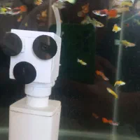 ماهی گوپی|ماهی|اصفهان, ملکشهر|دیوار