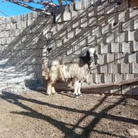 یک راس میش ترکی|حیوانات مزرعه|کوهرنگ, |دیوار