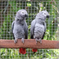 کاسکو کاکادو آرا شاه طوطی ملنگو راهب|پرنده|تهران, سید خندان (جلفا)|دیوار