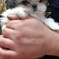 سگ عروسکی سوپر فلت|سگ|شاهین‌شهر, سعدی جنوبی|دیوار