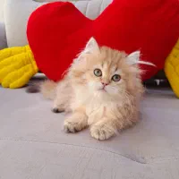 فروشگاه گربه های اصیل ( پرشین بریتیش اسکاتیش )|گربه|مشهد, سجاد شهر|دیوار