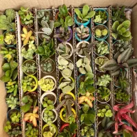 گیاهان اپارتمانی