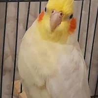 عروس هلندی ماده|پرنده|دزفول, |دیوار
