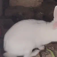 خرگوش بازیگوش وباهوش