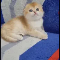 گربهای اصیل گلد و سیلورچین چیلا|گربه|تهران, تهرانسر مرکزی|دیوار