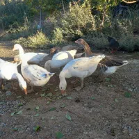 قوغاز|حیوانات مزرعه|بروجرد, |دیوار