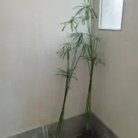 گلدان طبیعی نخل مرداب باهم ۲۵۰ هزار تومان