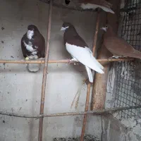 ۶تاخوشرنگ زرد سرخ شصتی پرنده ۶تاشم نرتعاونی